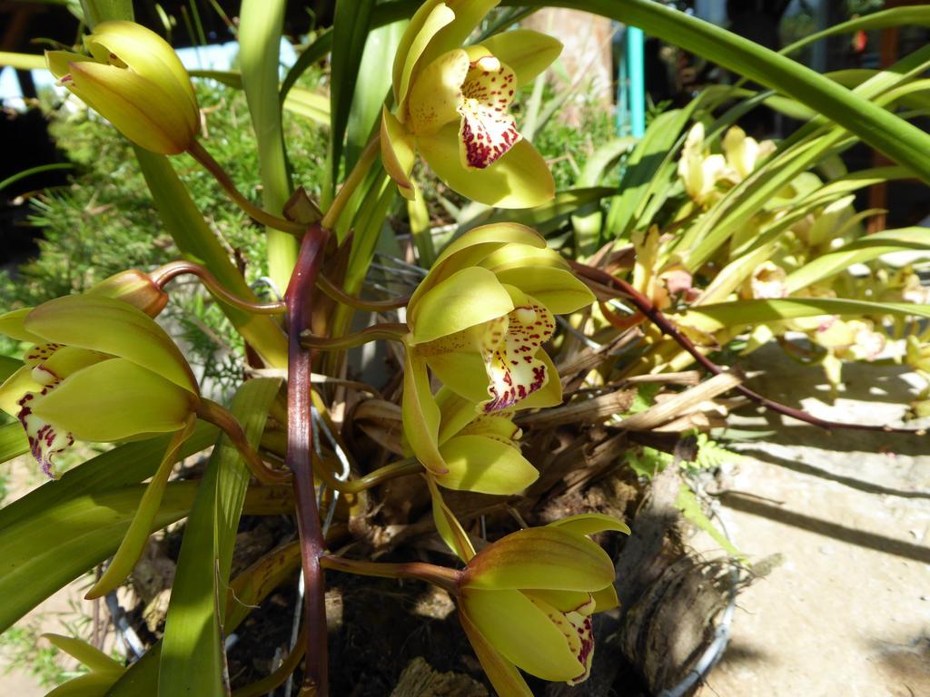 Finca El Cielo ซานออกุสติน ภายนอก รูปภาพ