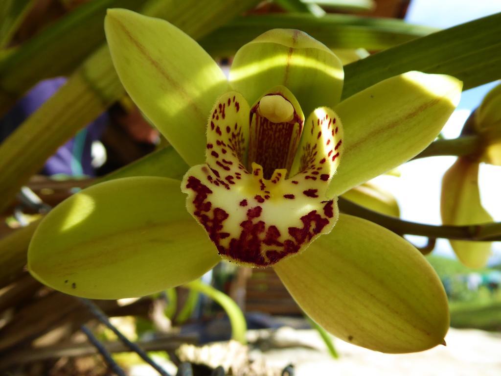 Finca El Cielo ซานออกุสติน ภายนอก รูปภาพ