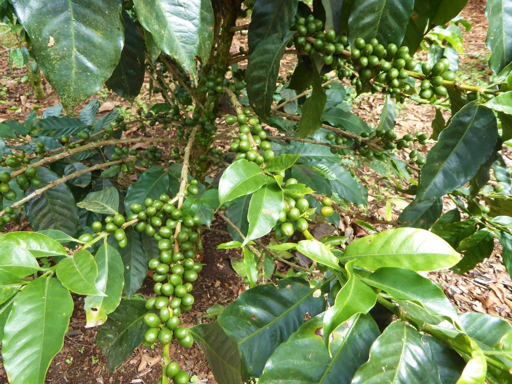 Finca El Cielo ซานออกุสติน ภายนอก รูปภาพ